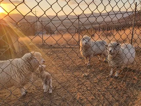 Sheep in cage Stock Photos