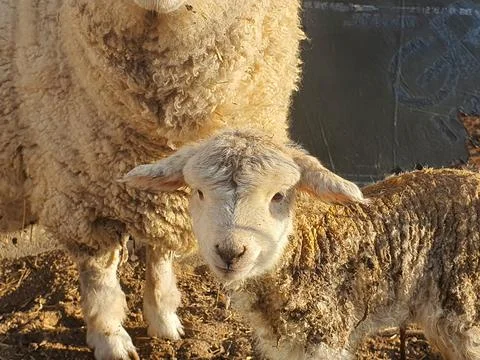 Sheep in cage Stock Photos
