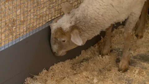 Sheep in a cage with sawdust view Video stock 107784979