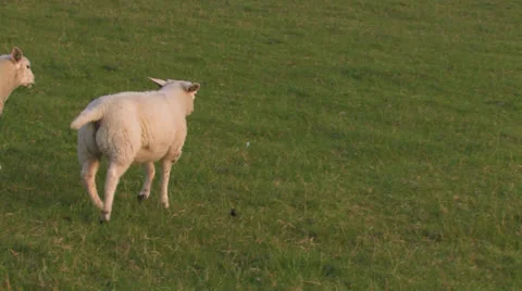 Sheep calling and running on hillside at sunset Stock Footage 25669827
