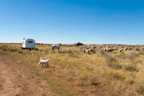 Sheep Camp Stock Photos