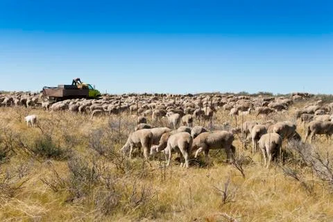 Sheep Camp 스톡 사진