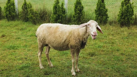 Sheep captured in the moment of bleating in a serene farmyard environment. The Video stock 286707197
