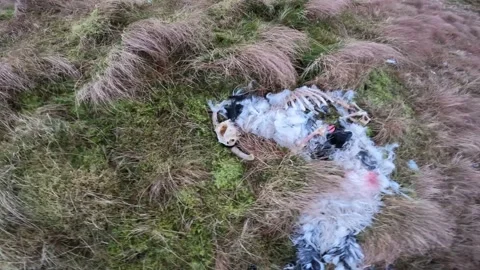 Sheep Carcass on Mountain Stock Footage 236324524