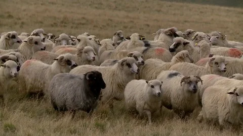 Sheep in the Carpathian Mountains Stock Footage 78239211