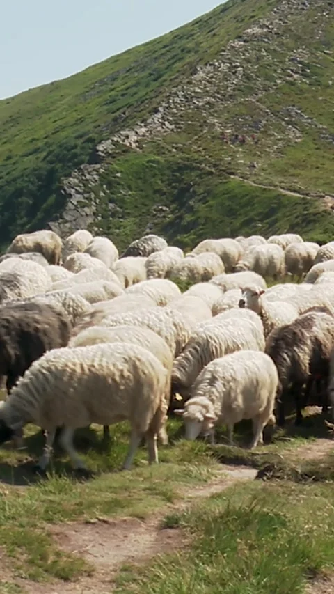 Sheep in the Carpathian Mountains Stock Footage 346227760