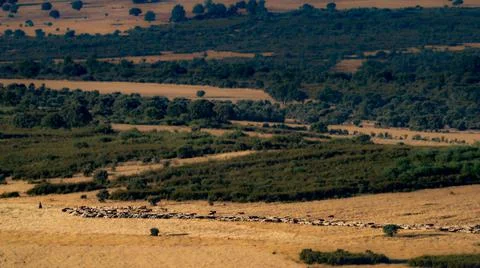 Sheep cattle and shepherd in the plain Stock-Fotos