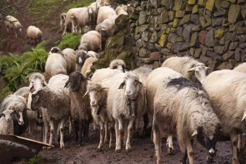 Sheep cattle Fotos de archivo