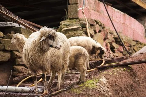 Sheep cattle Fotos de archivo