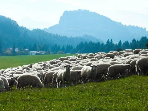 A Sheep Checking Out The Camera Stock Photos