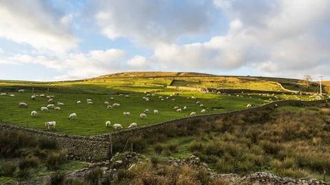 Sheep on Cheeks Hill Stock Photos