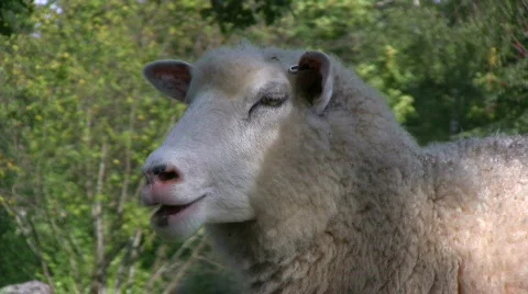 Sheep chew Stock Footage 523193