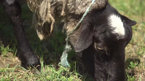 Sheep chewing and eating grass, close-up Stock Footage 76477073