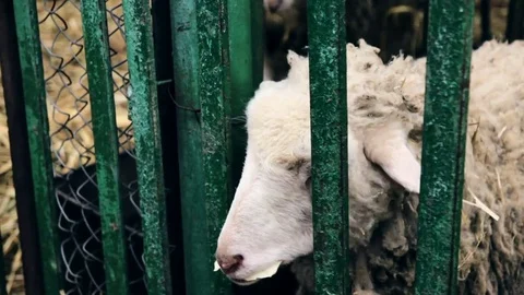 Sheep chewing cabbage in cage at county fair Video stock 70731943