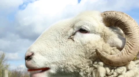 Sheep chewing on a carrot 動画素材 61858360