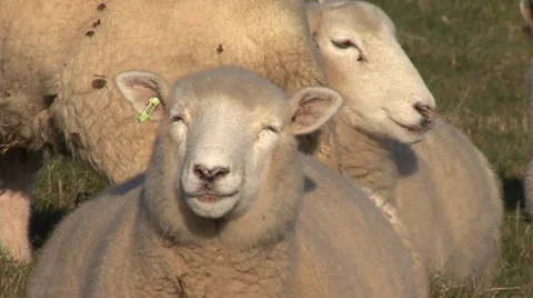 Sheep Chewing Close Up Stock Footage 32973902