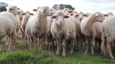 Sheep chewing, flock of Sardinian sheep grazing, farm, FHD Stock Footage 143273647