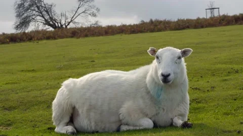 Sheep chewing grass on the field Stock-Footage 163895682