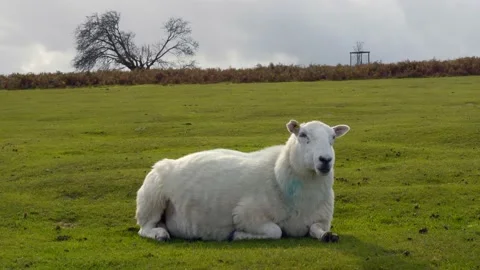 Sheep chewing grass on the field Stock-Footage 163901276