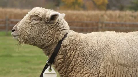 Sheep Chewing Grass Видео 12384724