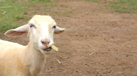 Sheep chewing grass Stock Footage 51723273