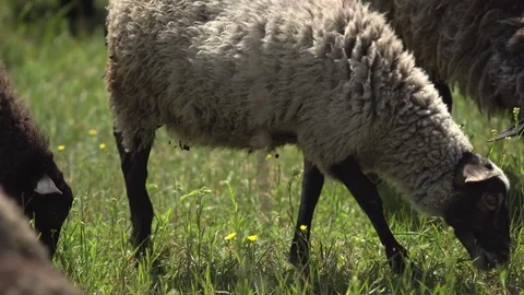Sheep chewing grass on pasture. Field, farming. Stock Footage 76475897