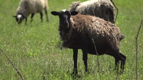Sheep chewing grass on pasture. Field, farming. Stock Footage 76484357