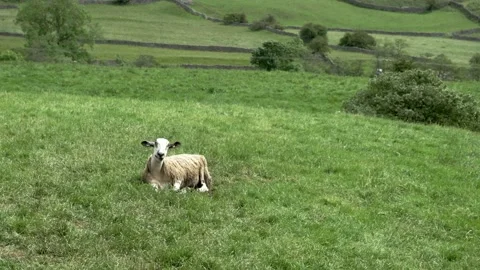 Sheep chewing grass sitting down Vídeo Stock 197442213