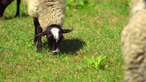 Sheep chewing green grass. Field, farming. Stock-Footage 76478666