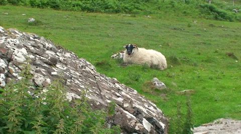 Sheep chewing &amp; laying on the grass behind rock while looking at the camera Stock Footage 39920593