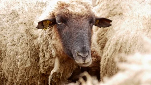 Sheep Chewing Looking Stoned in the Camera Stockbeeldmateriaal 80830244