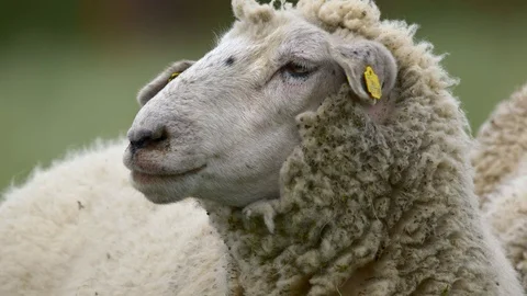 Sheep chewing ruminating portrait Video stock 126551697