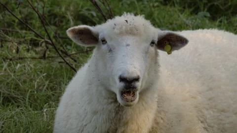 Sheep Chewing slow motion close up Stock Footage 325309249