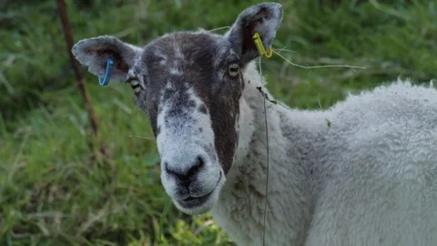 Sheep Chewing slow motion close up Stock Footage 325309380