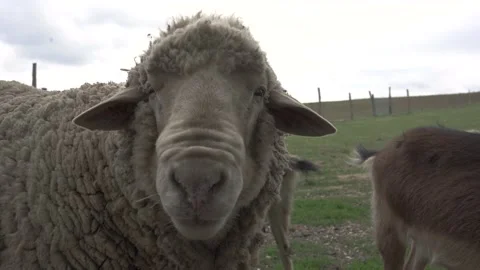 The sheep chews on the fresh grass and then looks stare into the camera Stock Footage 140178472
