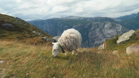 Sheep chews green grass on field in hilly terrain in Norway, mountains in the Stock Footage 87843671