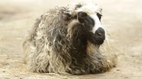 Sheep chews a hay Stock Footage 10848459