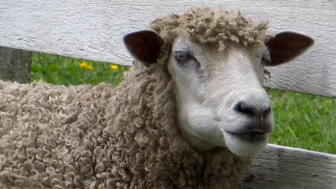 Sheep chews its food while resting against a white farm fence Stock Footage 93542363