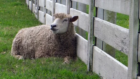 Sheep chews its food while resting against a white farm fence Stock Footage 93542367