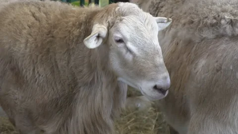 Sheep chews , posing and meditating closeup Stock Footage 102668612