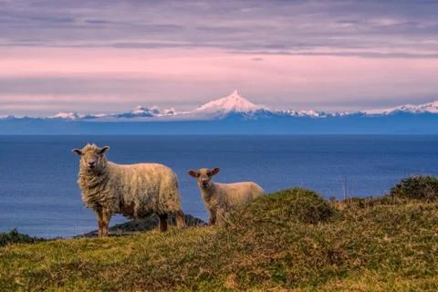 Sheep in chile Foto stock