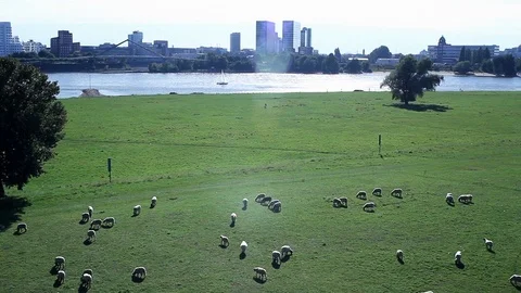 Sheep City Stock Footage 98679095