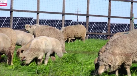 Sheep cleaning the solar panel farm Stock-Footage 47247055