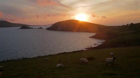 Sheep on Cliff at Sunset - Dunquin Ireland Stock Footage