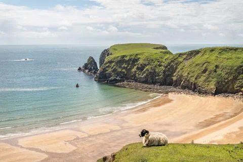 A Sheep on the cliffs at Malin Beg Beach Stock-Fotos