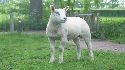 Sheep close up 30 sec Stockbeeldmateriaal 194939613