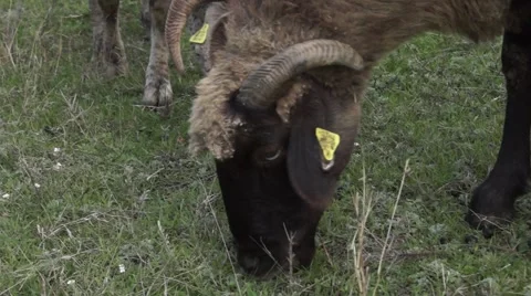 Sheep close up eating grass Stock Footage 43320734