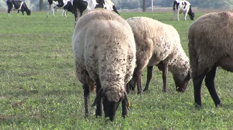 Sheep close up eating grass some cows in background Stock Footage 42362325