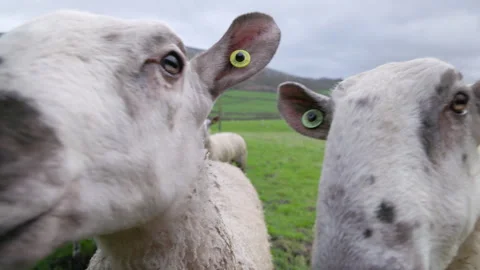 Sheep close up in a field Vídeo Stock 273576137