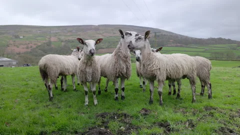 Sheep close up in a field Vídeo Stock 273576639
